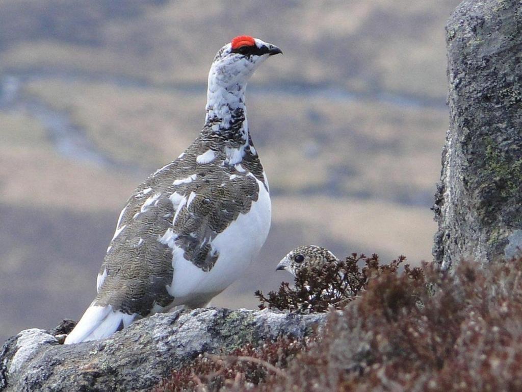 Binnilidh Mhor B&B Glenmoriston Bagian luar foto